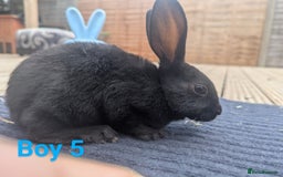 Rex rabbits for sale: Mini rex rabbit for sale - Image 8
