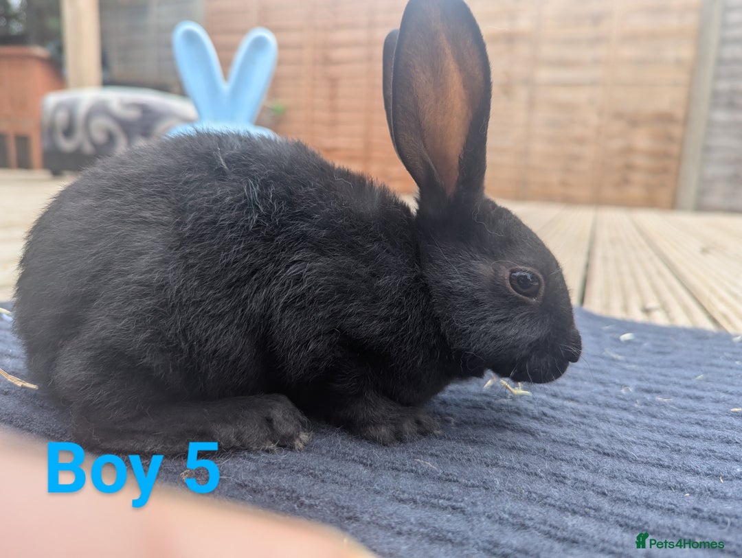 Rex rabbits for sale: Mini rex rabbit for sale - Image 8