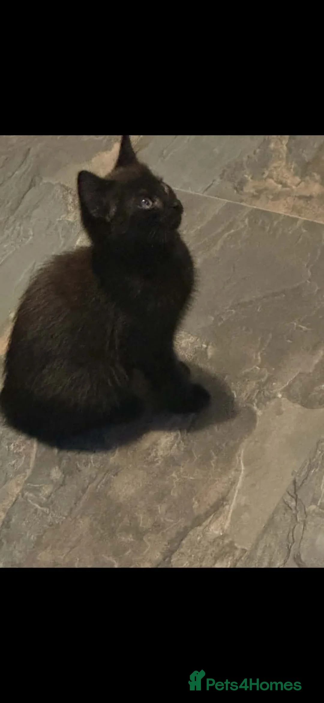 Mixed Breed cats for sale: Beautiful Playful Kittens Ready Now in Honiton - Advert 2