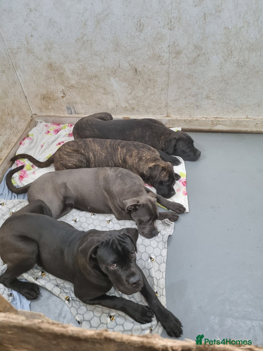 Cane Corso dogs for sale: ITALIAN CANE CORSO  - Advert 4