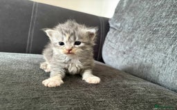 Maine Coon cats for sale: 3/4 maine coon kittens  - Image 10