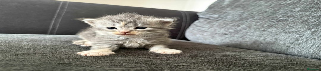 Maine Coon Kitten 4