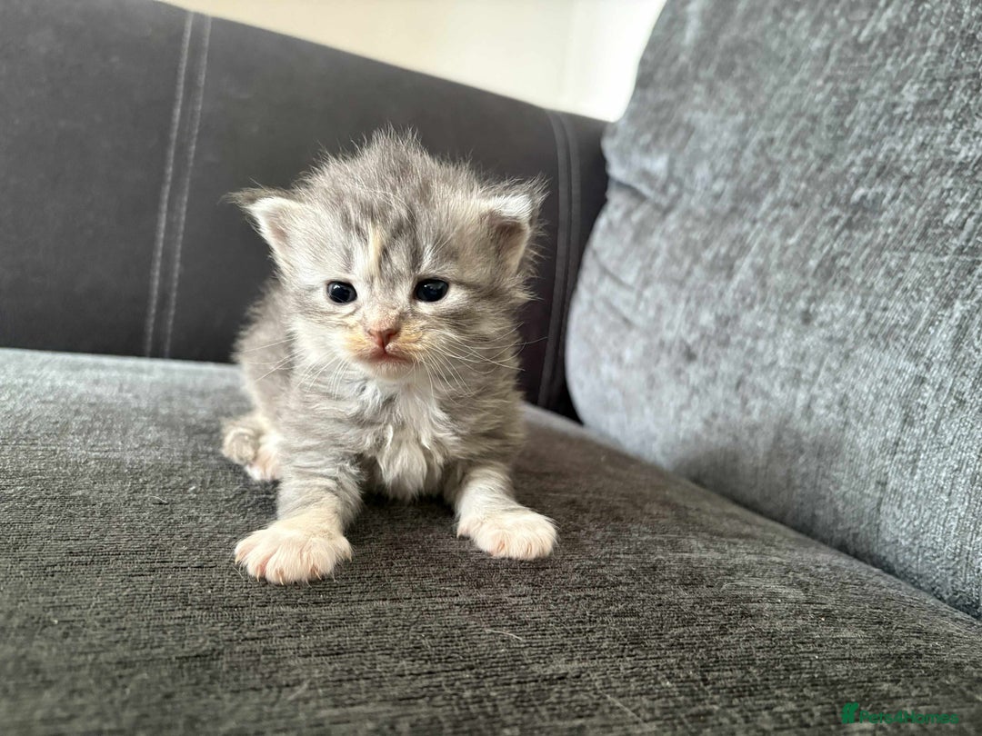 Maine Coon cats for sale: 3/4 maine coon kittens  - Image 10