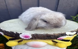 Mini Lion Lop rabbits for sale: mini lion lops ready now  - Image 4