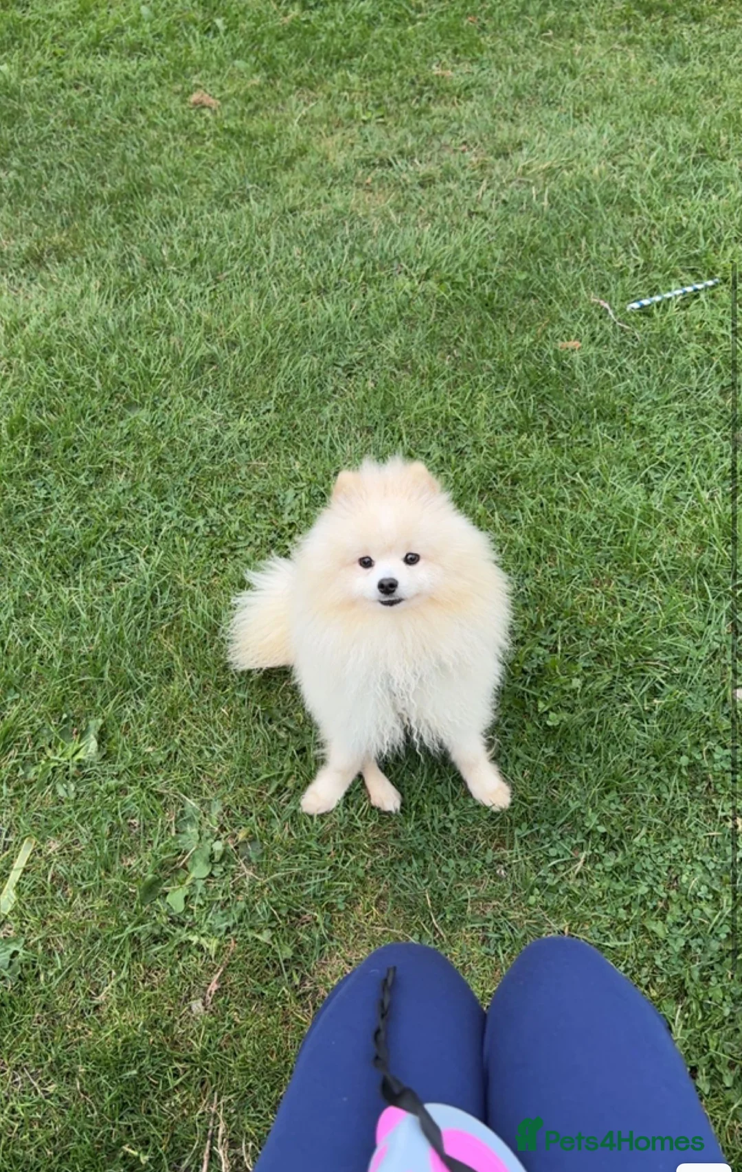 Pomeranian dogs for sale: Pomeranian puppy Male white - Advert 3