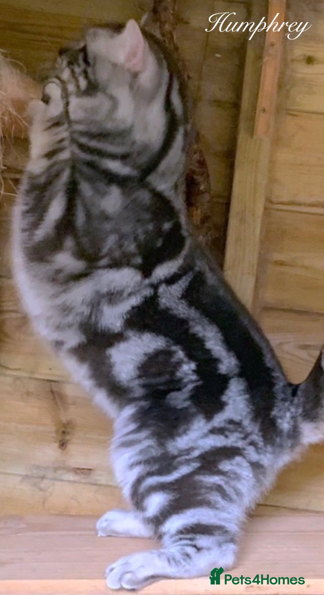 British Shorthair cats for sale: Gorgeous British Shorthair boys - TICA Reg - Advert 7