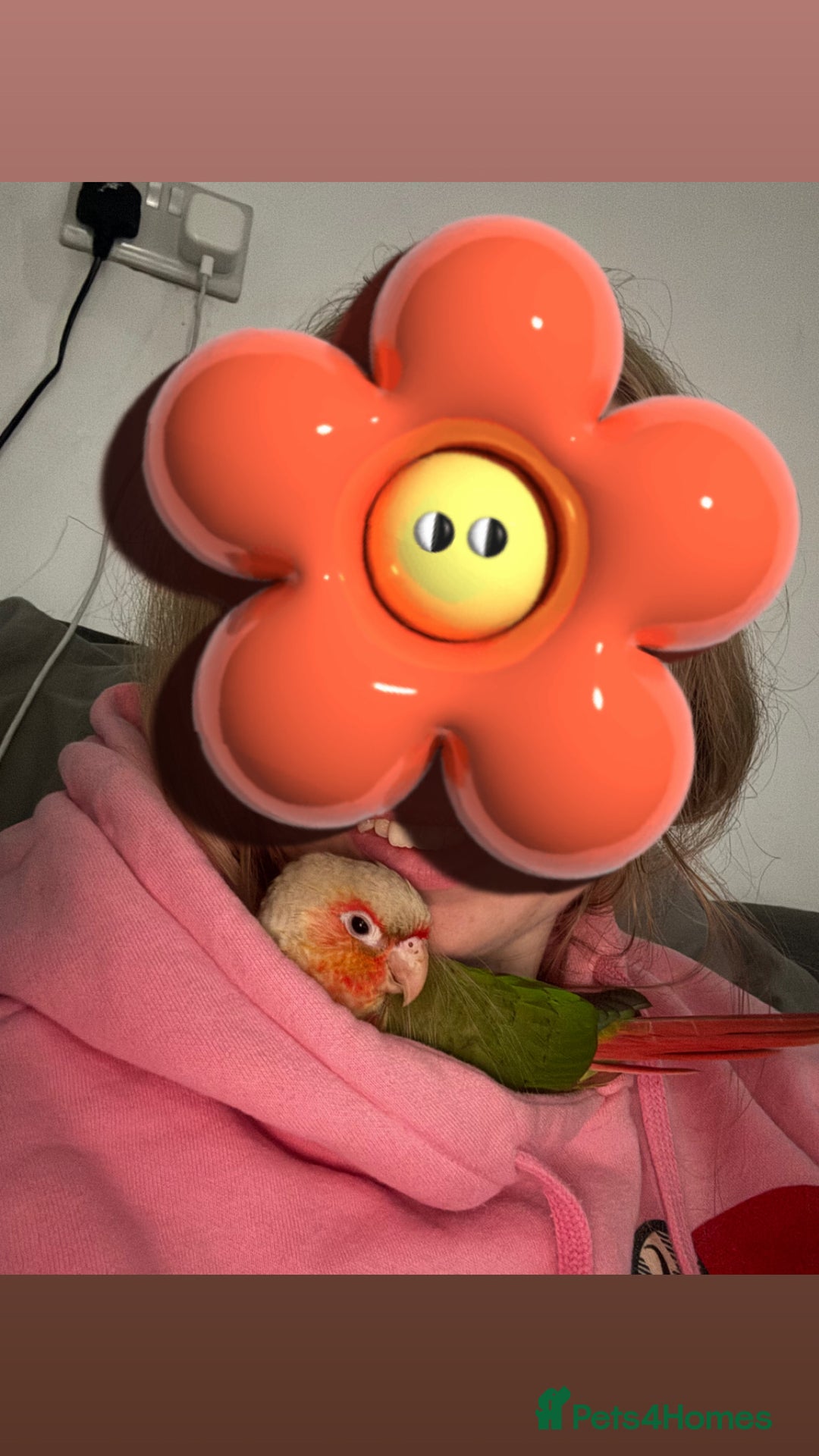 Conures birds for sale: Pineapple conure and cage. Silly tame. Hand reared - Image 5