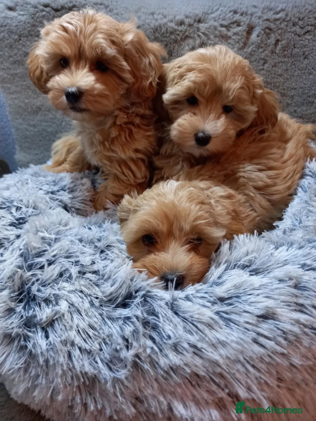 Maltipoo dogs for sale: Beautiful F1 Puppies for Sale! - Advert 4