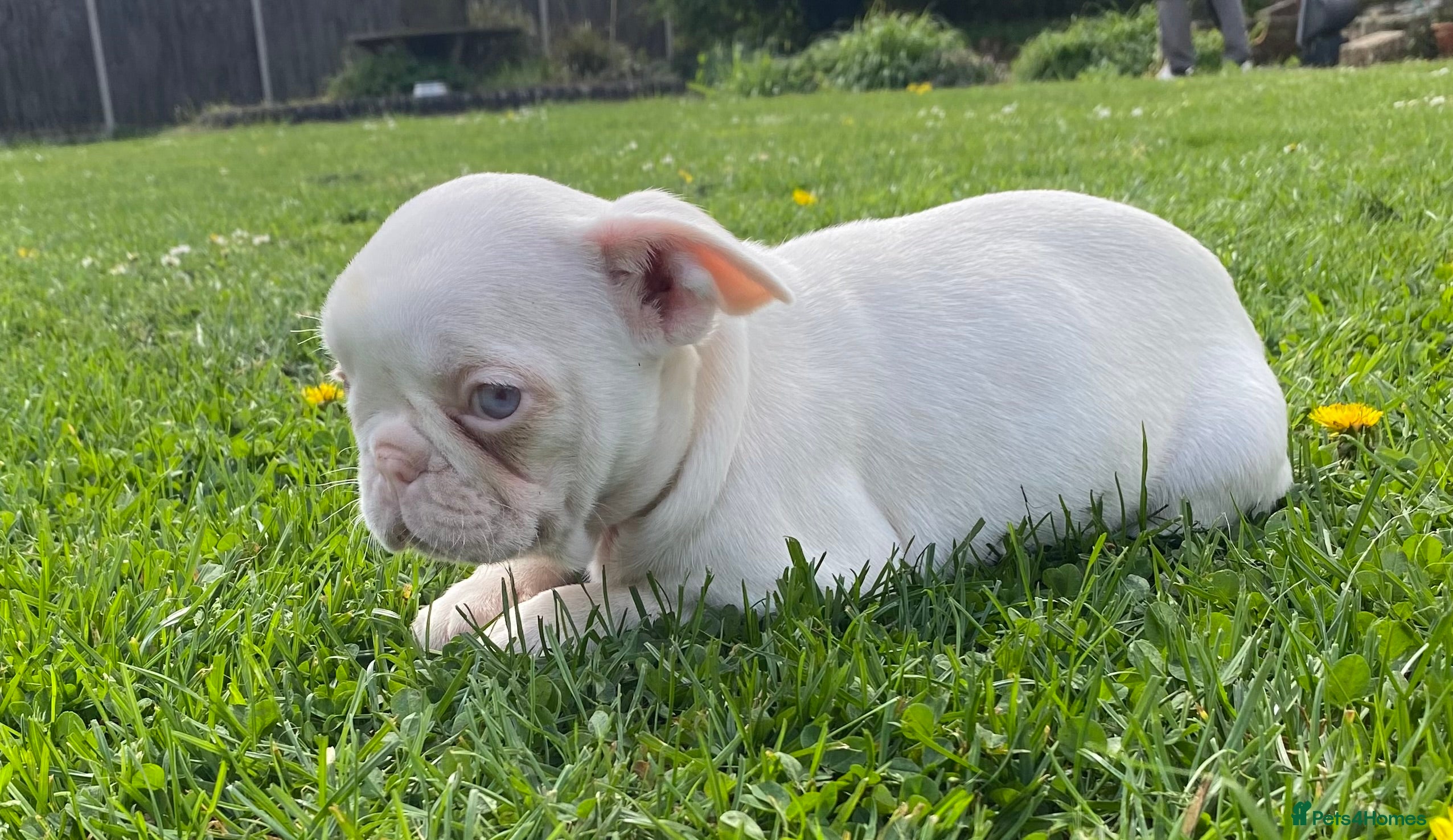 French Bulldog dogs Reduced KC registered French Bulldog puppies - Advert 2