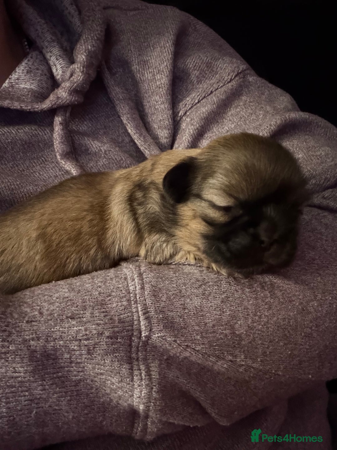 Shih Tzu dogs for sale: Shih Tzu’s  - Advert 17