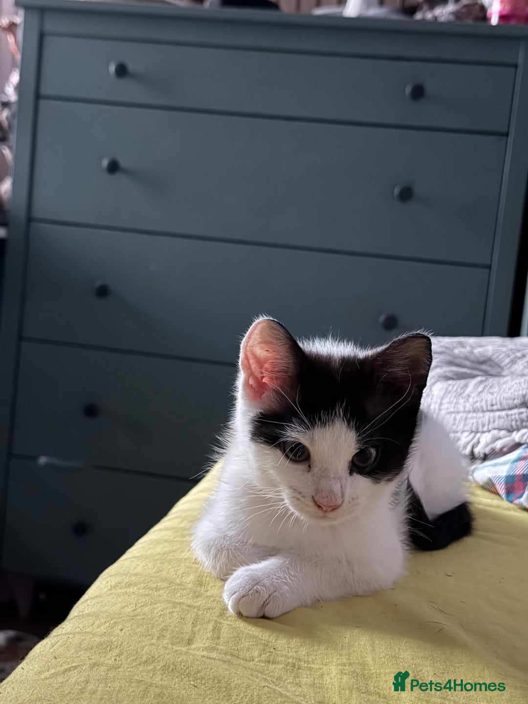 Mixed Breed cats for sale: 2 female an one male - Image 7