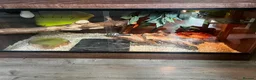 Corn Snake reptiles for sale: Corn snake  - Advert 2