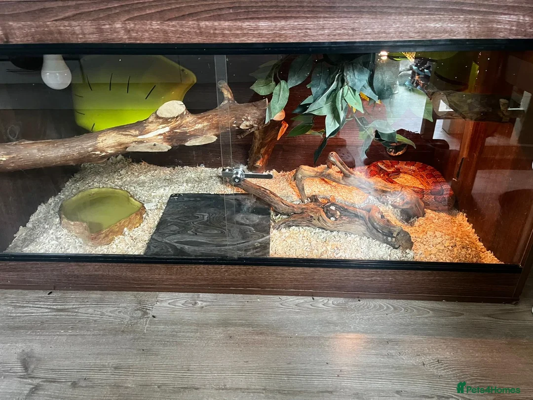 Corn Snake reptiles for sale: Corn snake  - Advert 2