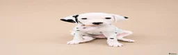 Dalmatian dogs for sale: 🖤 Ready now ONE BOY LEFT Dalmatian Puppies 🖤 - Advert 17