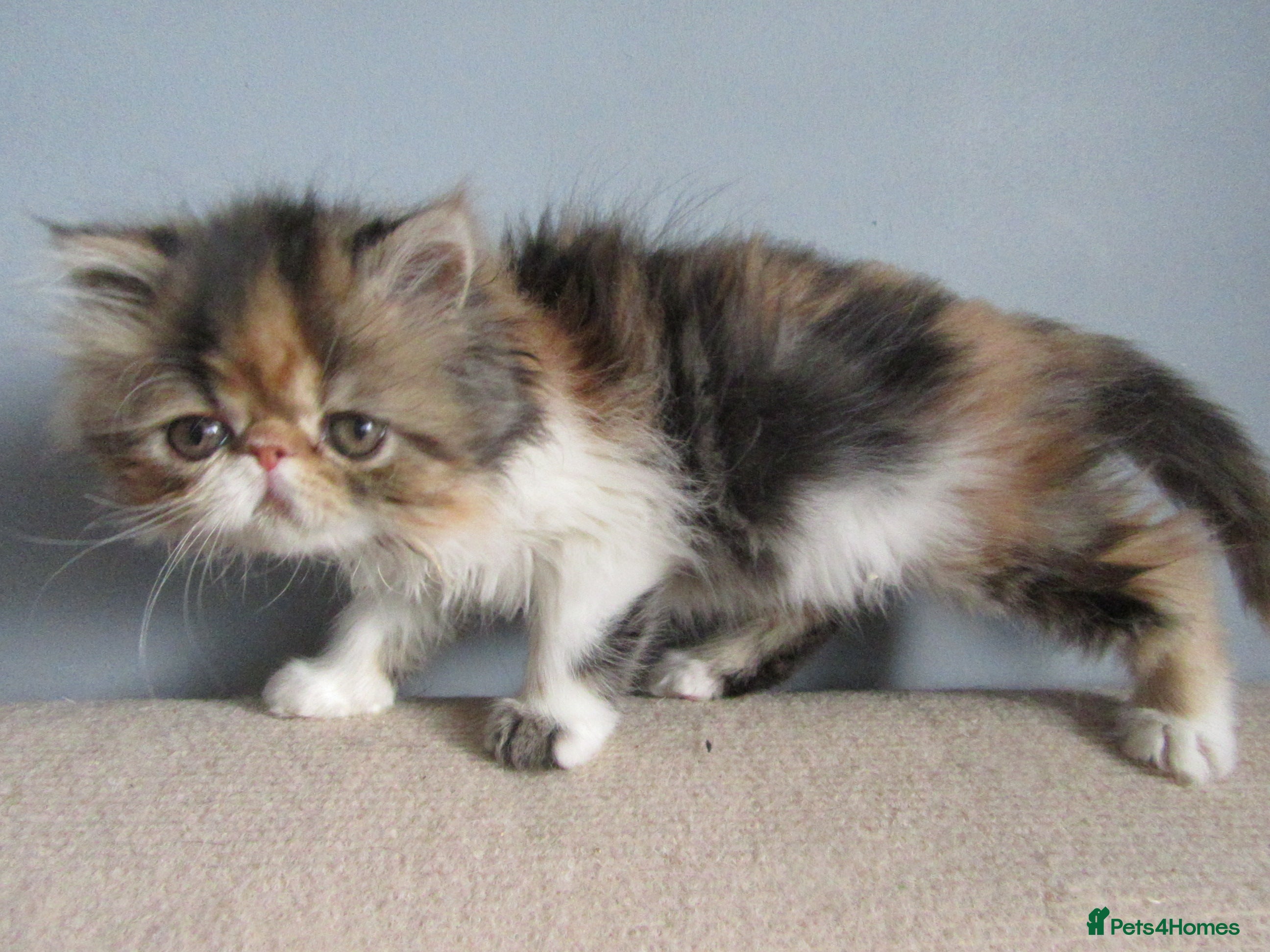 Persian cats for sale: Pedigree Persian female kitten - Advert 2