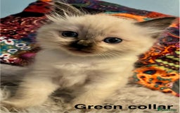 Ragdoll cats for sale: 4 Prebred Ragdolls kittens for sale - Image 6