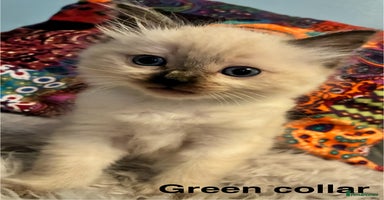 Ragdoll cats - Advert 14