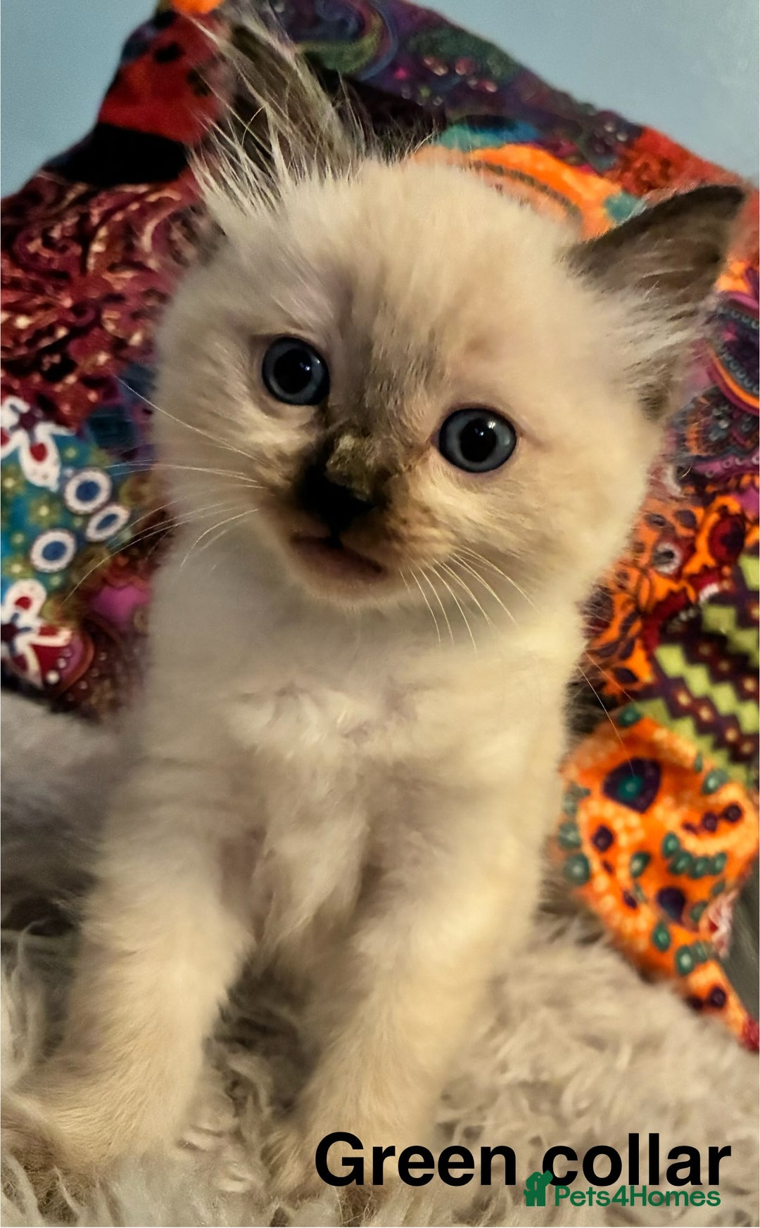 Ragdoll cats for sale: 4 Prebred Ragdolls kittens for sale - Image 6
