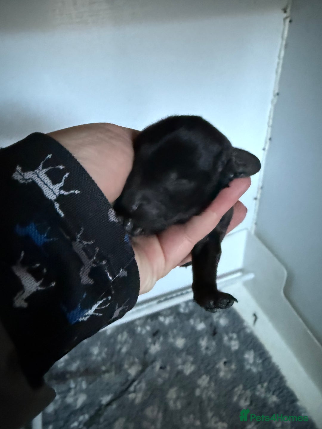 Cockapoo dogs for sale: Stunning Toy Cockapoo pups- health tested - Advert 8