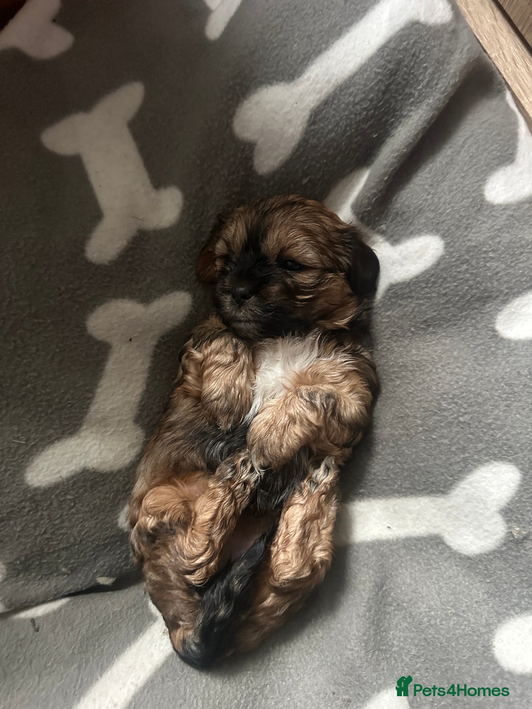 Mixed Breed dogs for sale: Two Shih tzu mix puppies for sale  - Advert 5