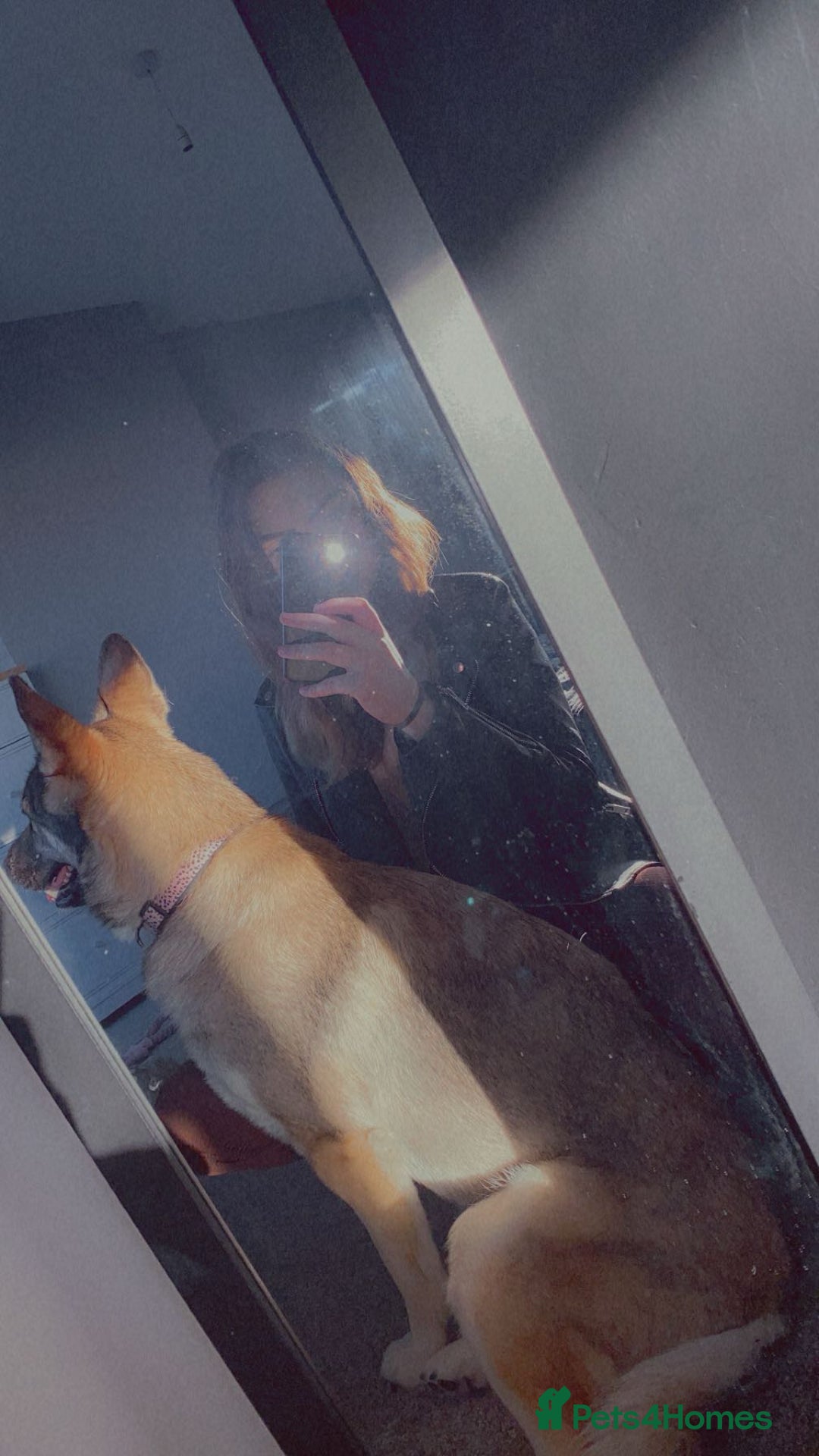 German Shepherd dogs for sale: River female German shepherd  - Advert 19