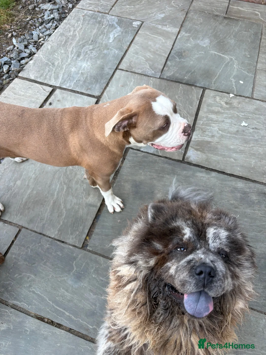 Chow Chow dogs for sale: Blue merle male chow chow in Peterlee - Advert 2