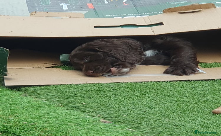 Cocker Spaniel dogs - Advert 13
