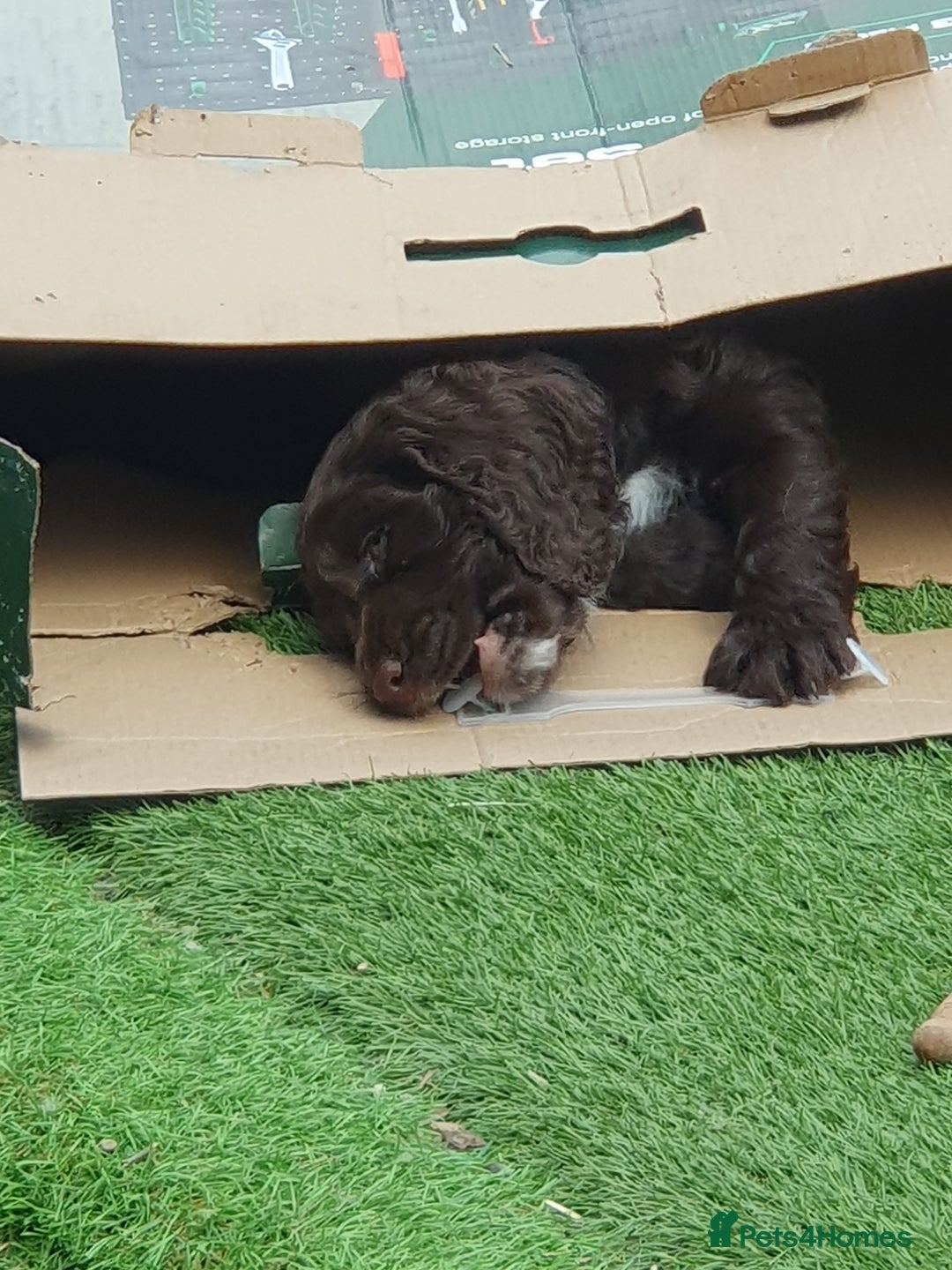 Cocker Spaniel dogs for sale: Working Cocker Spaniels  - Image 1