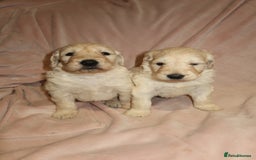 Goldendoodle dogs for sale: 7 beautiful golden doodles  - Advert 7