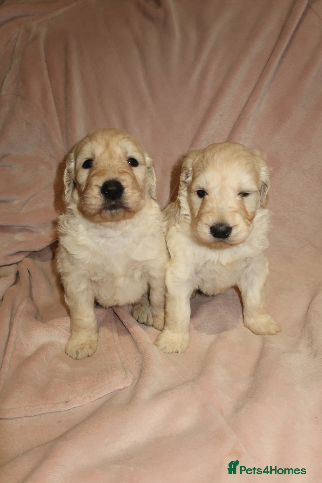 Goldendoodle dogs for sale: 7 beautiful golden doodles  - Advert 7