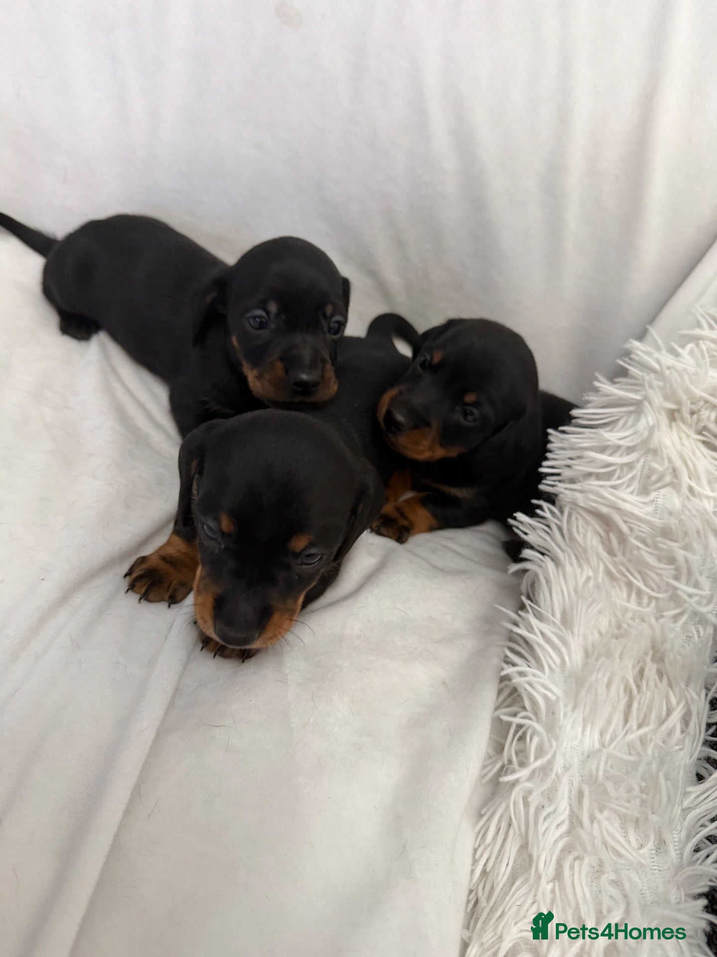Dachshund dogs for sale: Beautiful 5 dachshunds for sale 3 boys 2 girls - Advert 2