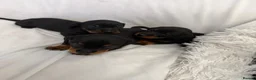 Dachshund dogs for sale: Beautiful 5 dachshunds for sale 3 boys 2 girls - Advert 3