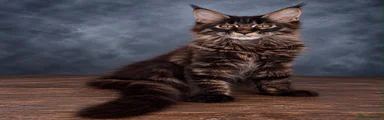 Maine Coon 4