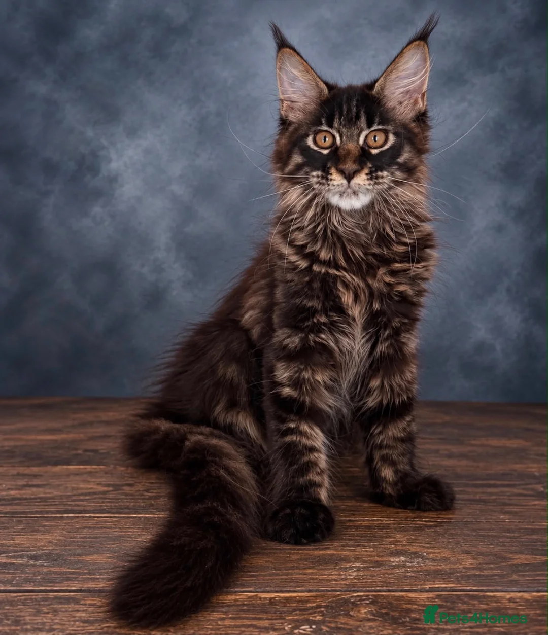 Maine Coon cats for sale: Ready to go ☺️ - Advert 2