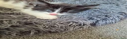 Mixed Breed cats for sale: Kittens in Elgin - Advert 14