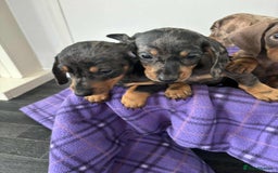 Dachshund dogs for sale: Dachshund puppy’s  - Image 11