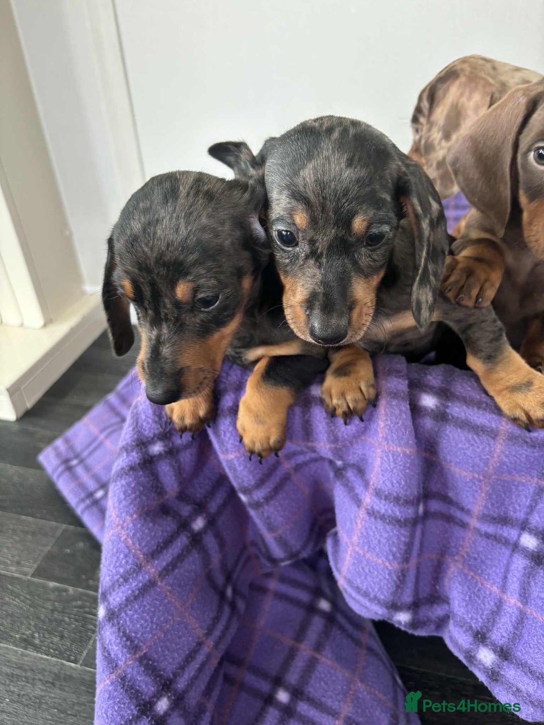 Dachshund dogs for sale: Dachshund puppy’s  - Image 11