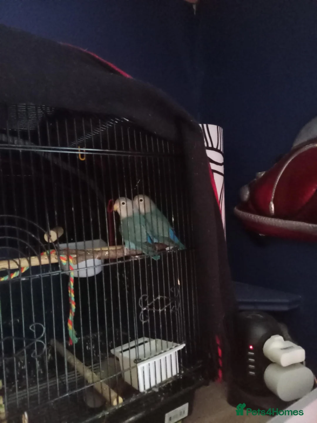 Lovebirds birds for sale: Blue baby lovebirds 8 months - Advert 1