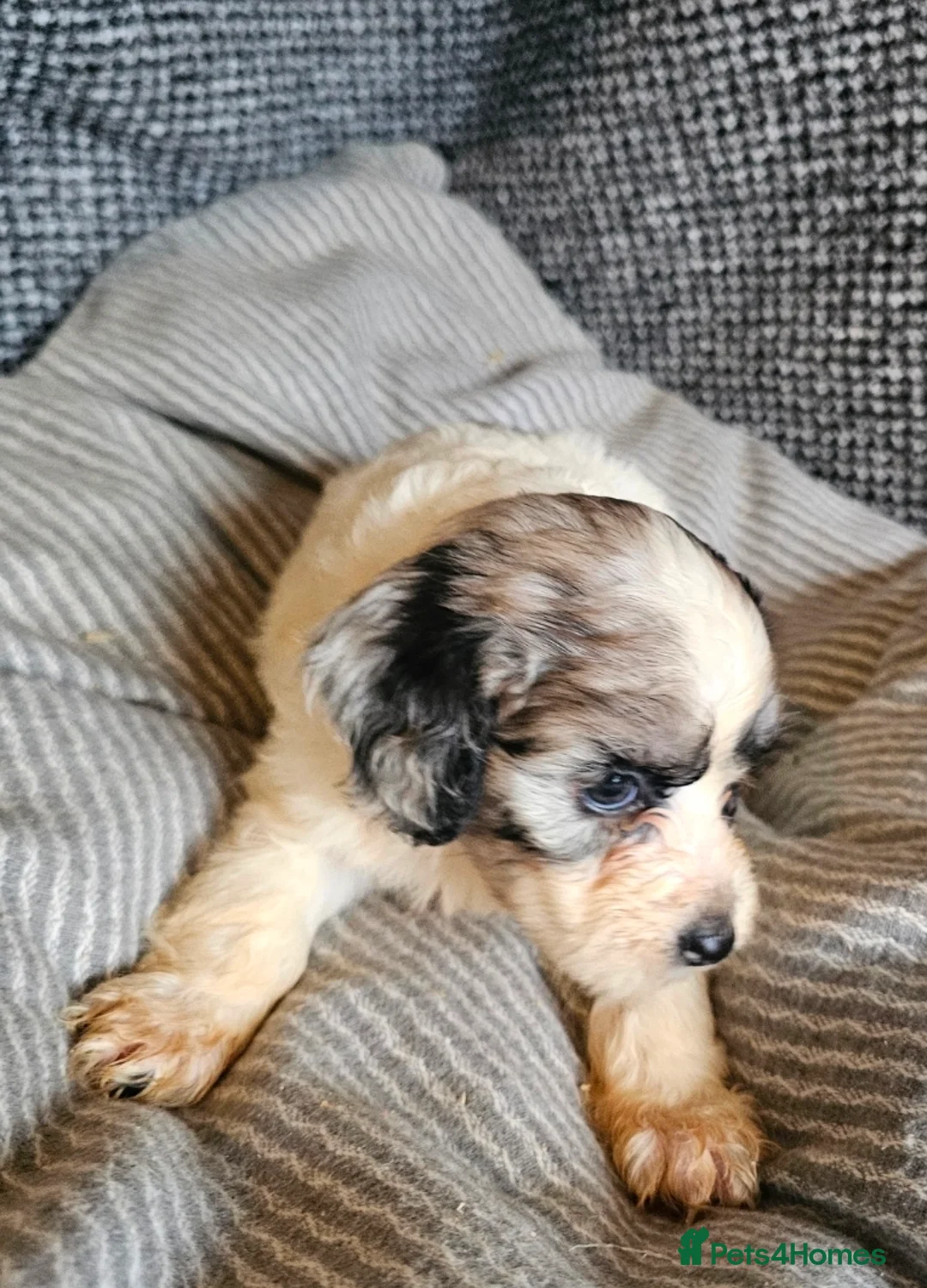 Cockapoo dogs for sale: Cockerapoo puppies merle F1 - Advert 12