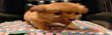 Puppy 3