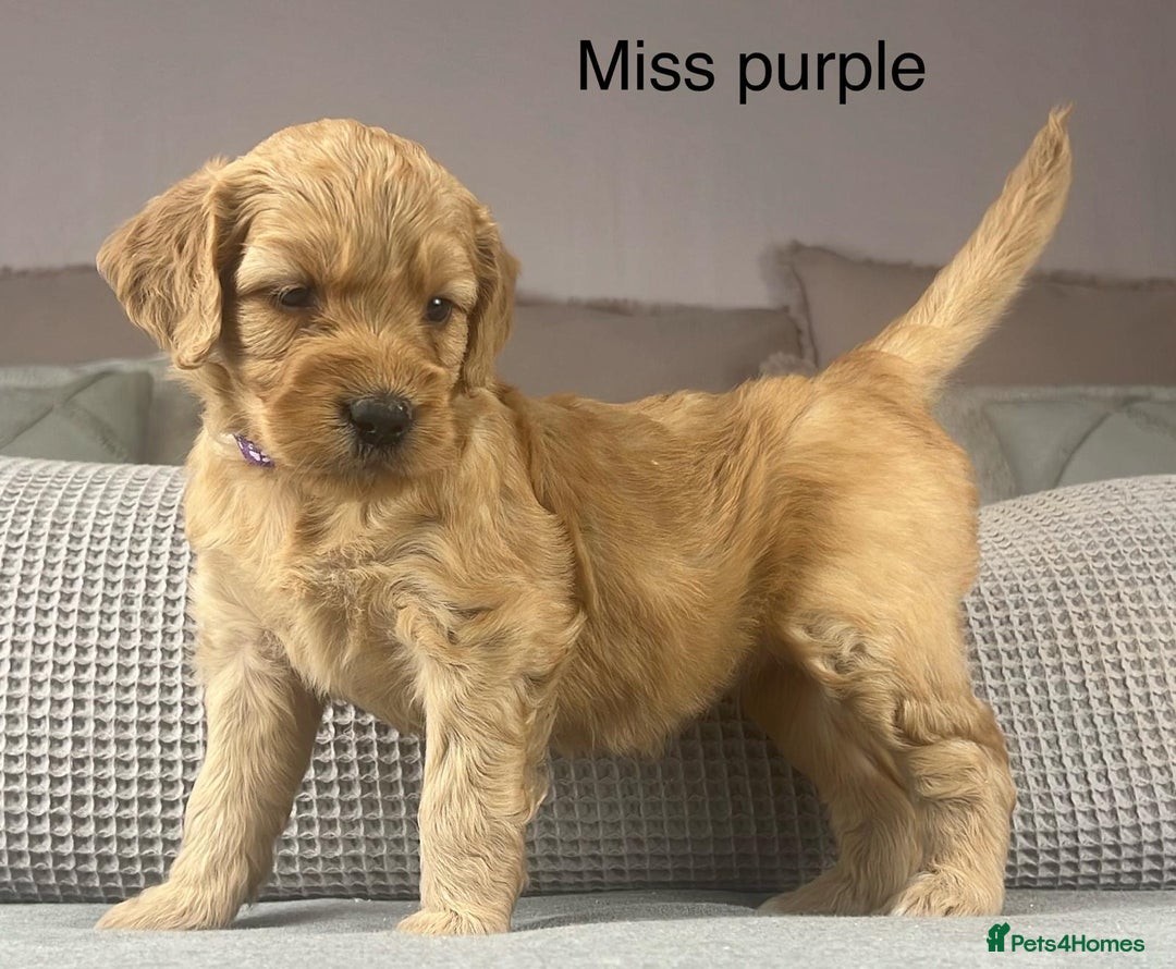 Goldendoodle dogs for sale: These will be stunning adults. Real head turners. - Advert 4