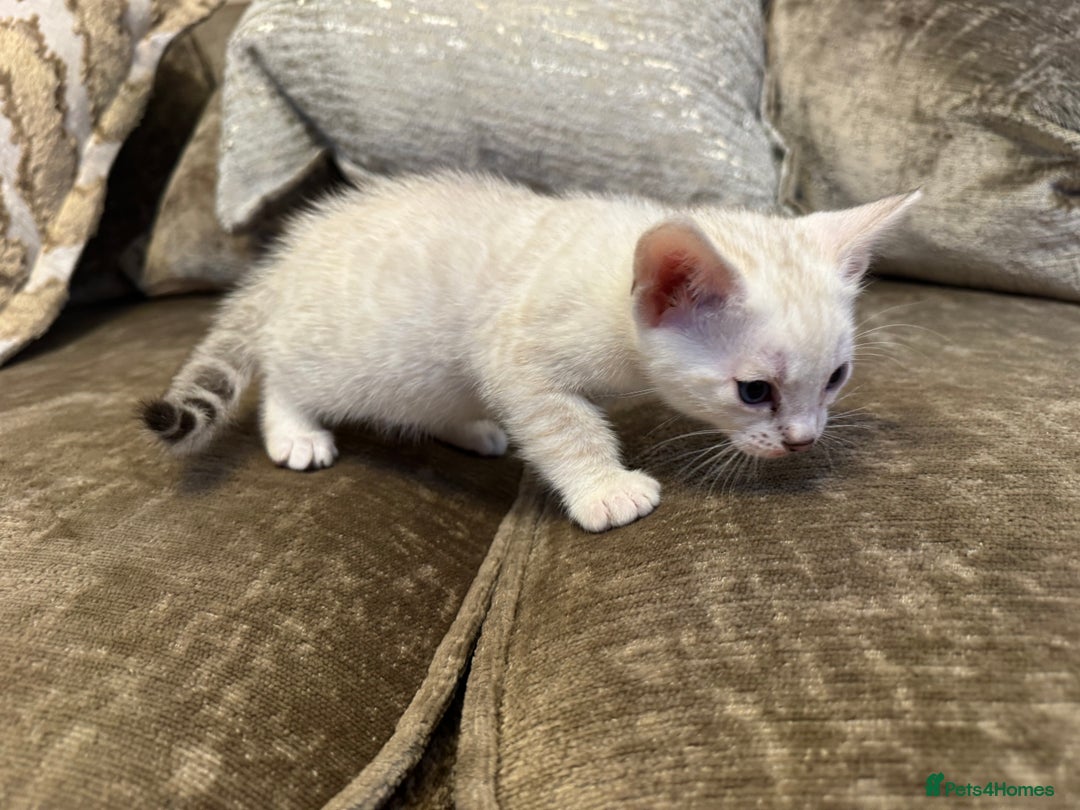 Bengal cats for sale: Exceptional TICA Registered Bengals- Champion Line - Advert 3