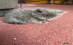 Mixed Breed cats for sale: Very friendly beautiful fluffy kittens  - Image 7