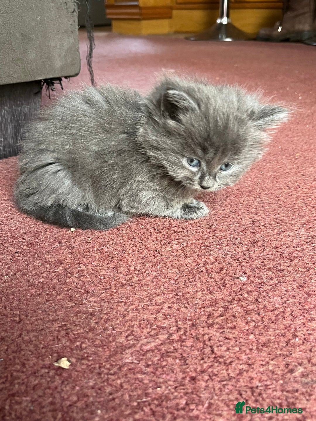 Mixed Breed cats for sale: Very friendly beautiful fluffy kittens  - Image 7