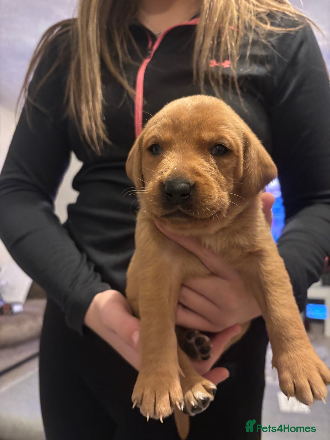 Labrador Retriever dogs for sale: 7 beautiful Labrador puppies red and black  - Advert 12
