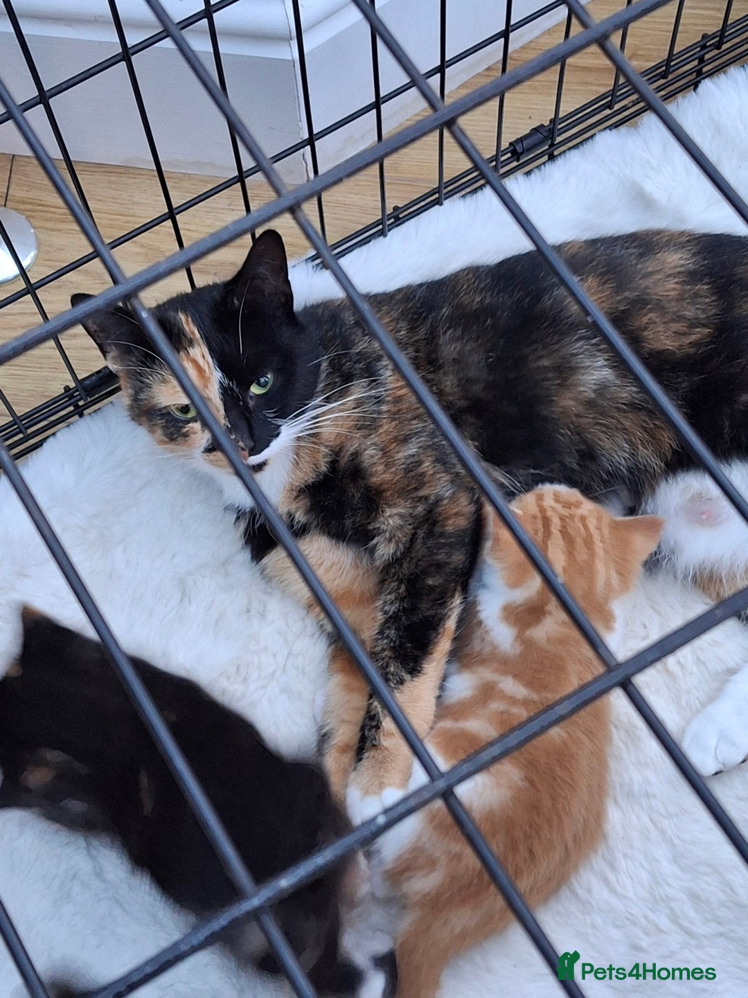 Mixed Breed cats for sale: 3 adorable little kittens for sale  - Image 12