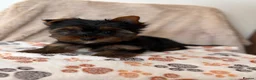 Yorkshire Terrier dogs for sale: Beautiful Yorkshire terrier pups🩵🩷 - Advert 10