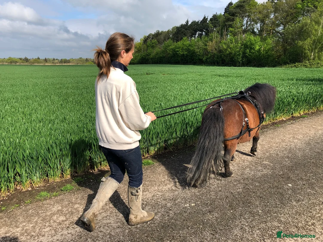Shetland pony horses for sale: Child’s best friend  in Burton-on-Trent - Advert 19