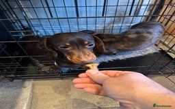 Miniature Dachshund dogs for sale: 2 Amazing girls - Advert 6