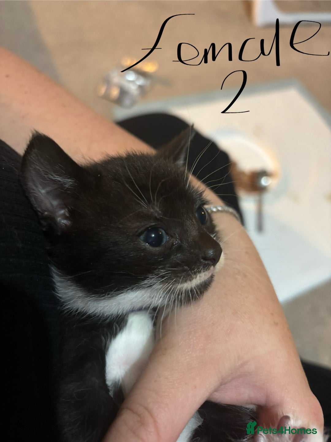 Mixed Breed cats for sale: Female kitten ready from Sunday  - Image 6